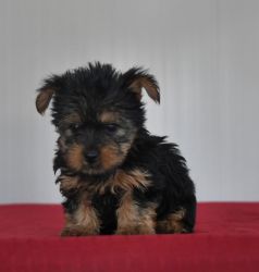 Adorable registered Yorkie pups for sale