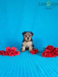 YORKSHIRE TERRIER PUPPY FOR SALE