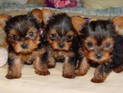These Yorkies have got all shots,