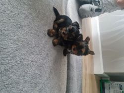 mini Yorkshire Terrier Puppies for sale