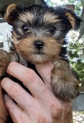 Beautiful Yorkie at a great price