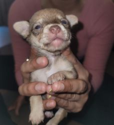 Small Yorkshire puppy for sale