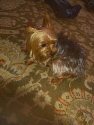Yorkie female for sale