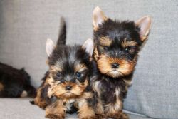 2 Beautiful Yorkie Puppies