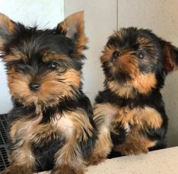 Cute Yorkie Puppies available