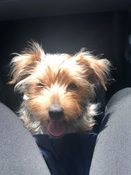 Male yorkie for sell