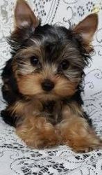 Lovable Yorkshire Terrier Pups