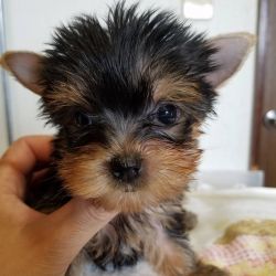 Healthy Male and Female Teacup Yorkie Puppies Ready Now