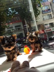 YORKSHIRE TERRIER BABIES READY TO GO TO THEIR NESTS
