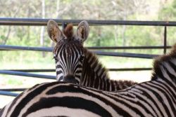 Zebra Stud -9 months old