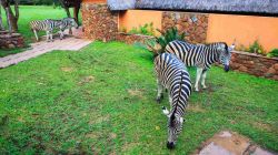 Xmas Outstanding Zebras for sale