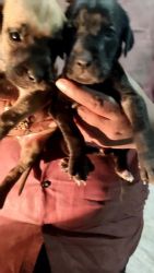 Great Dane Puppies for sale in Hyderabad, Telangana, India. price: 30,000 INR