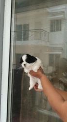 Good quality shihtzu puppies for sale