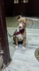 American Pit Bull Terrier Puppies for sale in Vaishali Nagar, Jaipur, Rajasthan, India. price: 15,000 INR