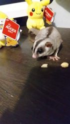 Sugar Gliders *3 of them* For Sale FREE CAGE