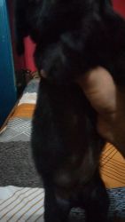 Cuite Labrador puppy