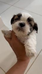 Shih tzu 2 puppy available 32 days old