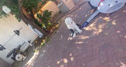 Old English Sheepdog Puppies for sale in Tucson, AZ, USA. price: $1,300