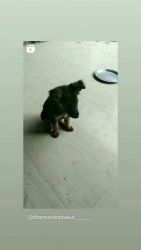 We have sell puppy for gsd