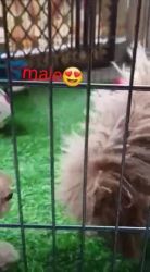 POODLE MALE FEMALE AVILABLE (all dogs available here )