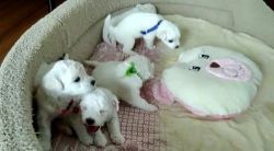 Home born Bichon Frise puppies for sale