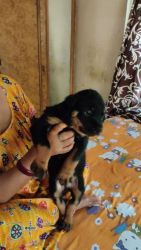 2 months male female rottweiler puppy available