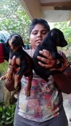 European doberman pincher puppies heavy size for sell
