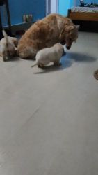 Selling My puppies