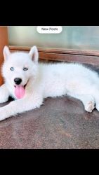 Siberian Husky Snow White blue eye puppies with KCI import line