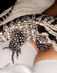 Argentine Black and White Tegu Reptiles for sale in Sacramento, CA, USA. price: $700