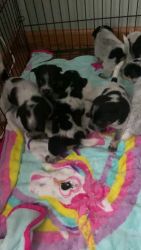 Austrailian Blue Heeler Puppies for sale in Walterboro, SC 29488, USA. price: $250