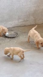 Sale of puppies