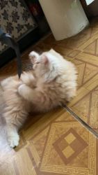 Long hair doll face male persian cat. Age-2 months