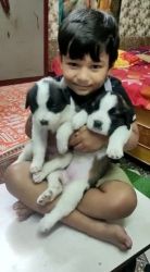 St. Bernard Puppies for sale in LDA Colony, Lucknow, Uttar Pradesh, India. price: 14,000 INR