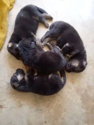 Long hair German shepherd puppies available for sale