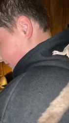 Sugar Glider Animals for sale in Independence, OR, USA. price: $500