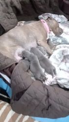 American Staffordshire Terrier Puppies for sale in Joliet, IL, USA. price: $400