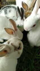Rabbit Rabbits for sale in 5844 Beverly Dr, Hanahan, SC 29410, USA. price: $25