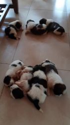 30 days old Shih Tsu puppies...3 male and 4 females tri coloured