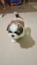 Shih tzu male 38 days puppy for sale