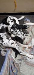 Top quality greatdane puppies for sale in coimbatore with kci 9600449