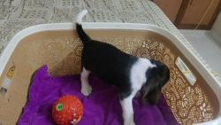 Quality beagle female home breeding puppy available in Tambaram