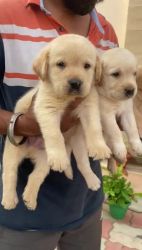 Labradoodle Puppies for sale in 896, Niti Khand I, Indirapuram, Ghaziabad, Uttar Pradesh 201014, India. price: 18,000 INR
