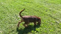 AKC Bloodhound Puppies