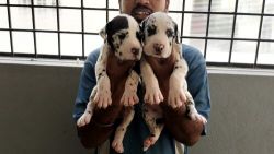 Show quality great dane puppies