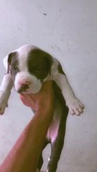 American Bully Puppies for sale in Ghaziabad, Uttar Pradesh, India. price: 13,000 INR