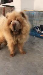 Chow Chow Puppies for sale in Dhuri, Punjab 148024, India. price: 50,000 INR