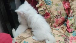 Persian cat kittens (one male+1 female) 40 days old