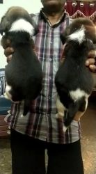 Beagle puppies available at Bangalore