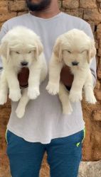 White retriever puppies availble for sale